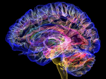 欧美性爱视频网大脑植入物有助于严重头部损伤恢复